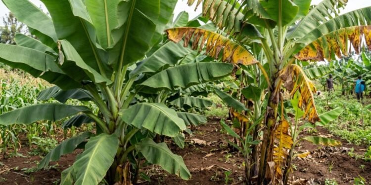 Na prática, o vegetal aguenta secas severas e temperaturas altas sem perder a força de cultivo.