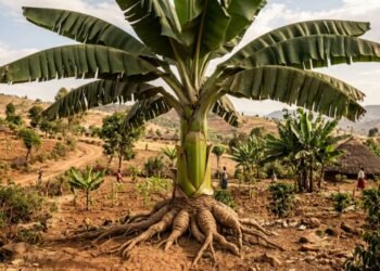 Cientistas encontram em planta da Etiópia uma esperança para proteger as bananas do futuro