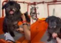 Cão de 12 anos espera adoção em abrigo e emociona pessoas ao ser esquecido por todos
