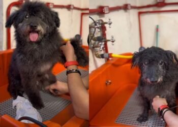 Cão de 12 anos espera adoção em abrigo e emociona pessoas ao ser esquecido por todos