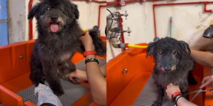 A preparação começou logo cedo na feirinha com voluntários dando banho especial, perfume e uma bandana no pescoço do vira-lata - Créditos: Instagram / Hyppet