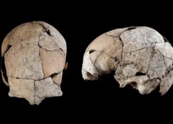 Enterrado por 5 mil anos sob uma tumba na Idade da Pedra, um crânio descoberto na Espanha revelou uma cirurgia de ouvido mais antiga do mundo