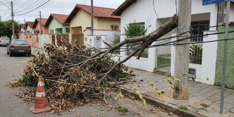 Quando a equipe municipal chegou para realizar o corte dos galhos secos, a intervenção parecia positiva