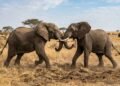 Provérbio africano do dia: “Quando os elefantes lutam na selva, é a grama que acaba sofrendo.”