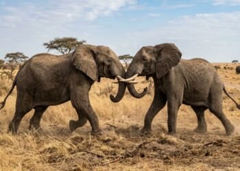 Provérbio africano do dia: “Quando os elefantes lutam na selva, é a grama que acaba sofrendo.”