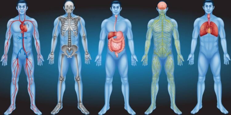 Os números que envolvem a atividade do órgão que nunca para de trabalhar impressionam a comunidade médica global - Créditos: depositphotos.com / blueringmedia