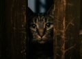deixar gato sozinho
