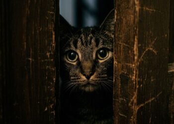deixar gato sozinho