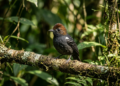 A habilidade inacreditável das chocas-da-mata que surpreendeu os biólogos e revela o lado mais inteligente das aves
