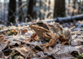 O mecanismo de defesa da rã-da-floresta que congela o próprio coração durante o inverno e desperta na primavera