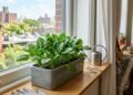 Como plantar espinafre em vaso e colher folhas frescas mesmo morando em apartamento