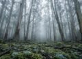 A Espanha começou a plantar milhões de eucaliptos em 1940: hoje, eles são considerados inimigos da biodiversidade local