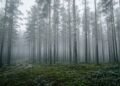 A maior floresta artificial do mundo nasceu no deserto e conseguiu impedir o avanço das tempestades de areia
