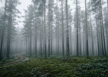 A maior floresta artificial do mundo nasceu no deserto e conseguiu impedir o avanço das tempestades de areia