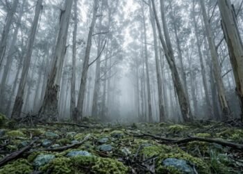 A Espanha começou a plantar milhões de eucaliptos em 1940: hoje, eles são considerados inimigos da biodiversidade local