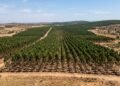 As florestas artificiais da Espanha parecem perfeitas mas escondem um grave problema ambiental