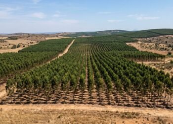 As florestas artificiais da Espanha parecem perfeitas mas escondem um grave problema ambiental