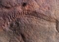 Um fóssil de 500 milhões de anos revelou algo inesperado: o animal mais antigo com cabeça definida parecia ter um lado favorito
