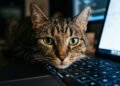 gato no teclado