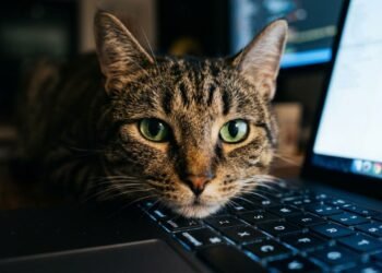 gato no teclado