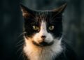 gato preto e branco