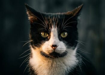 gato preto e branco