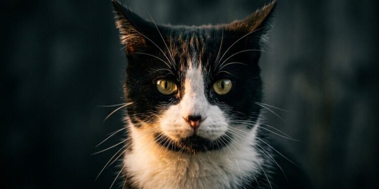 gato preto e branco