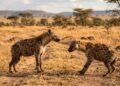 A linguagem secreta das hienas surpreende cientistas e mostra como esses animais evitam conflitos dentro do bando