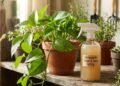 Como fazer inseticida caseiro para plantas sem queimar suas folhas