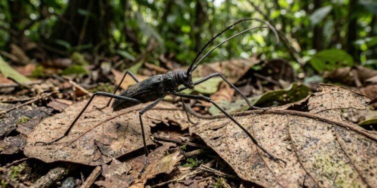 Entomologistas dedicados analisavam amostras de insetos recolhidas na mata fechada quando notaram proporções corporais totalmente fora do padrão comum da região.