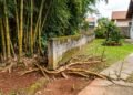 Morador planta bambu para ter mais privacidade, mas as raízes invadem o terreno vizinho e geram disputa judicial