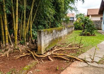 Morador planta bambu para ter mais privacidade, mas as raízes invadem o terreno vizinho e geram disputa judicial