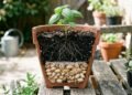 Como usar cascas de pistache no jardim para proteger e adubar suas plantas