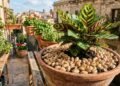 Como usar cascas de pistache no jardim para proteger e adubar suas plantas
