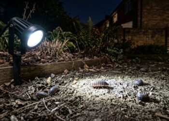 Estudo revela que luzes brancas de LED podem criar uma armadilha mortal para os pequenos animais do jardim