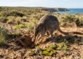 Esses pequenos marsupiais voltaram para a Austrália e começaram a recuperar um solo destruído