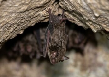 O morcego mais raro do mundo tem menos de 100 sobreviventes e cientistas correm para impedir sua extinção