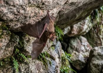 O morcego mais raro do mundo tem menos de 100 sobreviventes e cientistas correm para impedir sua extinção