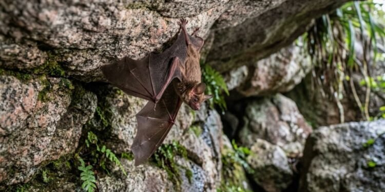 Na prática, o ciclo reprodutivo desse pequeno habitante é lento e exige condições climáticas muito equilibradas ao longo de todo o ano