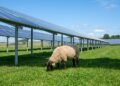 A Volkswagen colocou ovelhas para pastar sob 31 mil painéis solares e o resultado mudou a forma de produzir energia