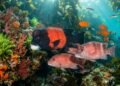 A captura dos maiores peixes está causando uma mudança genética silenciosa no mar