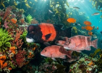 A captura dos maiores peixes está causando uma mudança genética silenciosa no mar
