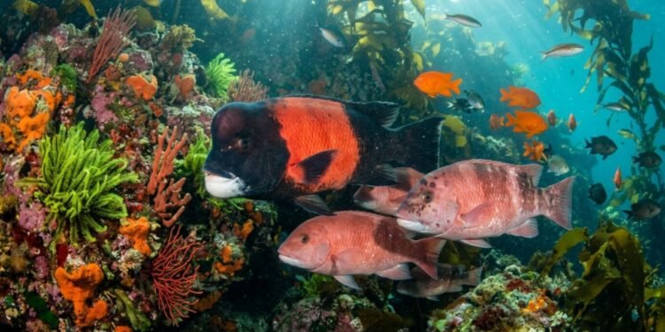 Muitas espécies marinhas nascem exclusivamente fêmeas e passam por uma transformação biológica fascinante ao longo da vida adulta.