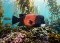 A captura dos maiores peixes está causando uma mudança genética silenciosa no mar