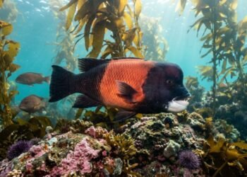 A captura dos maiores peixes está causando uma mudança genética silenciosa no mar