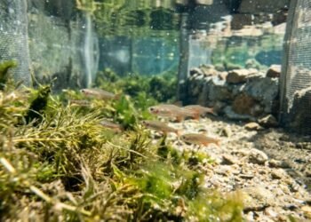 Peixe raro da Austrália pode desaparecer para sempre e cientistas correm contra o tempo para salvar a espécie