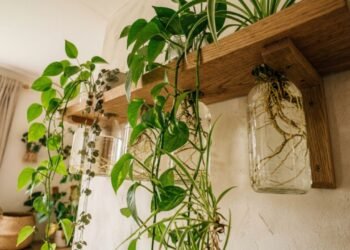 Estas 4 plantas pendentes para interiores crescem na água e decoram qualquer prateleira sem precisar de terra