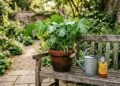 Nem açúcar nem canela: o ingrediente da cozinha que os especialistas em jardinagem usam para fortalecer as raízes das plantas