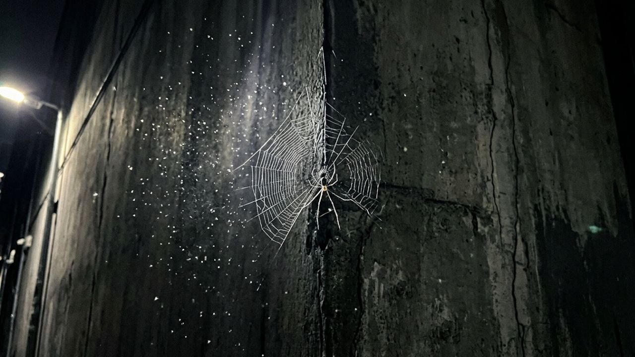 teias de aranha no quarto (2)