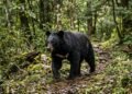 Urso invade casa de casal de idosos e esvazia a geladeira no norte do Japão